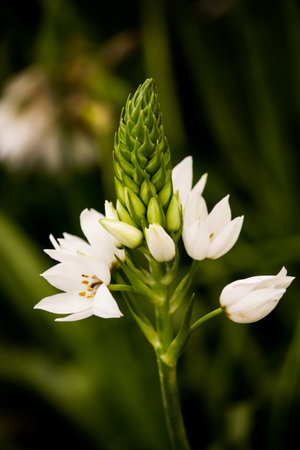Beautiful white flowers in the garden. Shallow depth of field.の写真素材