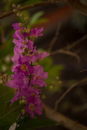 Lagerstroemia speciosa or Royal crape myrtle flower in the gardenの写真素材
