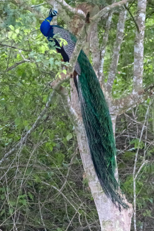 Peacock on a tree in the forestの写真素材