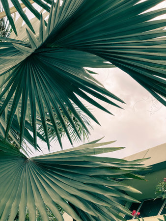 Beautiful tropical palm tree leaf on blue sky background - Vintage Filterの写真素材