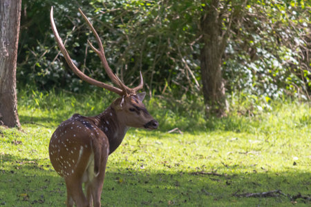 Sika deer in the woods forest. Wild deer in the nature.の写真素材