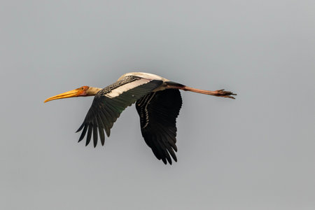 Yellow-billed white stork (Mycteria leucocephala) in flightの写真素材