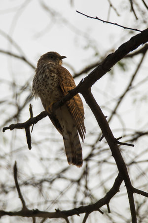 Portrait of a Crested Kestrel (Falco cuckoo)の写真素材