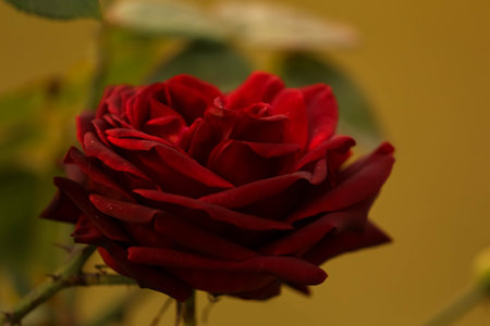 Beautiful red rose on a yellow background. Close-up.の写真素材