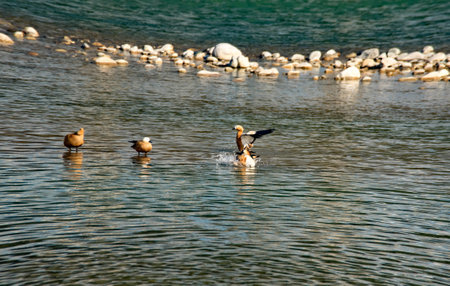 ducks and seagulls on the lake, nature series playing enjoyingの写真素材