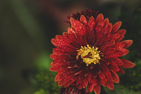 Red chrysanthemum flower with dew drops on petals. Focused with bokeh green backgroundの写真素材