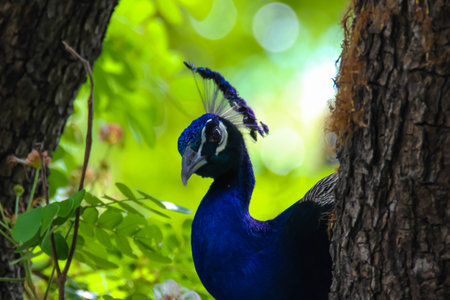 Beautiful peacock head portrait posing in the forest. Peacock in nature.の写真素材