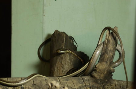 Close up of a snakes swirled around a piece of wood.の写真素材