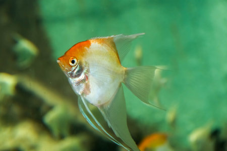 Close-up of beautiful white-orange angelfish in the aquariumの写真素材