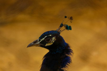 Peacock head close-up, Pavo cristatus, single bird. Posing portrait head and face, open eye.の写真素材