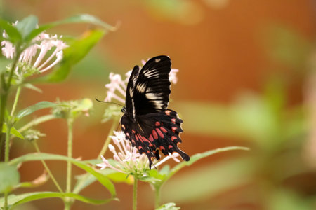 Butterfly nourishing nectaring a flower in a garden in the summer.の写真素材