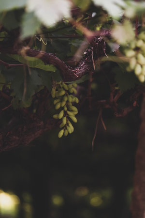 Ripe fresh juicy green grapes in farms on a vine in the vineyard. Selective focus.の写真素材