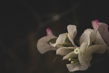 Bougainvillea flower in the garden with vintage filter effect with black background. Selective Focus.の写真素材