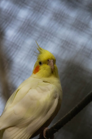 White cockatiel bird in a cage on a tree branch. Closeup portraitの写真素材