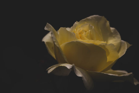 Close-up of beautiful yellow rose on a dark black background. Selective focus.の写真素材