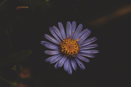 Close up of a blue aster flower with yellow pollens on black background filter effect retro vintage styleの写真素材