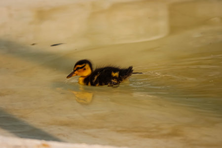 Little duckling swimming in the water pond, closeup of photo.の写真素材