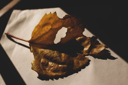 dry autumn leaves on a white sheet of paper, close-up
