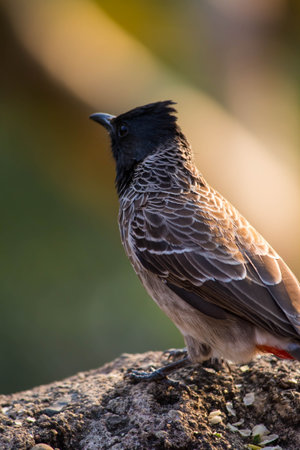 closeup of Red-vented Bulbul portrait looking posing (Pycnonotus goiavier)の写真素材
