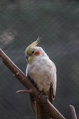 Portrait of a cockatiel, Nymphicus hollandicus. closeup of yellow-head cockatiel posing with bokeh backgroundの写真素材