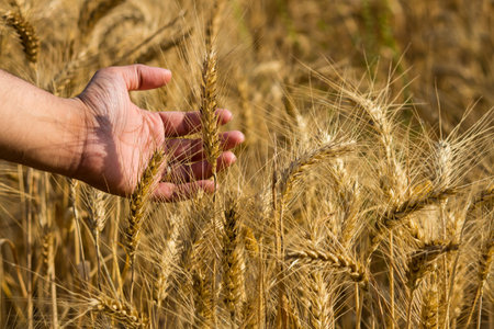 Farmer's hand touching golden wheat field. Harvesting concept. Baisakhi festivalの写真素材