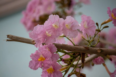 Closeup of pink Tabebuia rosea blooming. Floral background wallpaper. Pink cheery blossom in springの写真素材