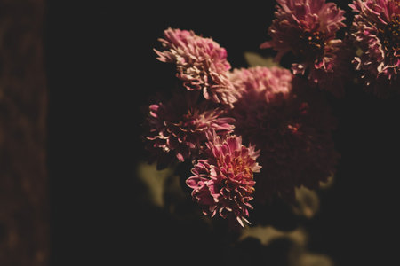 Beautiful Pink Chrysanthemum flowers in the garden, vintage tone. Botany Floral background wallpaper backdrop decor.の写真素材