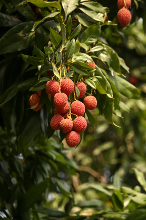 Lychee fruit on the tree in the orchard. Fresh ripe lychee bunchの写真素材