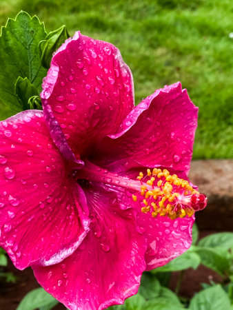 Pink hibiscus flower with water drops on the petals. Beautiful floral background. Close-upの写真素材