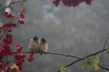 A pair of red-vented bulbul birds sitting on a branch with flowers in the backgroundの写真素材