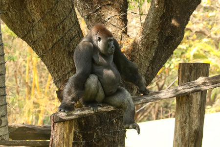 Closeup of Gorilla sitting on a tree in a zoo. Animal Portait