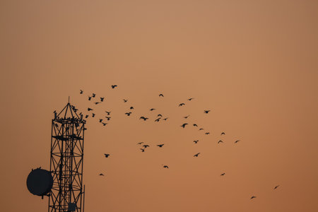Silhouette of a telecommunication tower with birds flying in the sunsetの写真素材