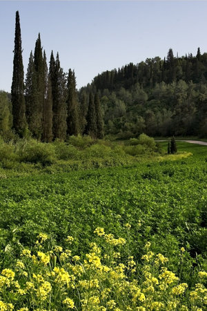 A forest meadow among cypresses and sprucesの写真素材