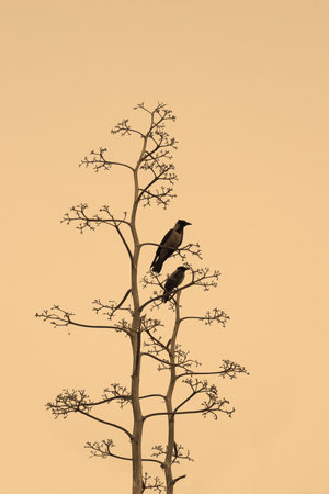 Two crows on branches of a dry tree on yellow backgroundの写真素材