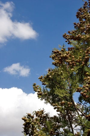 
Mediterranean spruce with cones on sky background

