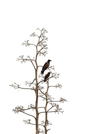 
Two birds on branches of a dry tree on white background

の写真素材