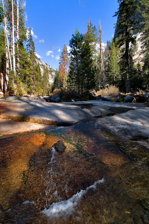 
Shallow brook in a valley' surrounded by giant spruces 
