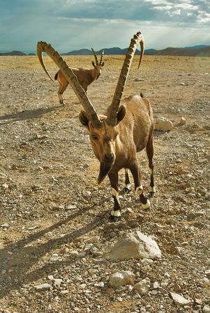  Herd of wild goats on a deserted mountain plateau about Eilat in Israelの写真素材