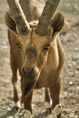  A wild goat on a deserted mountain plateau of desert about the city of Eilat in Israelの写真素材