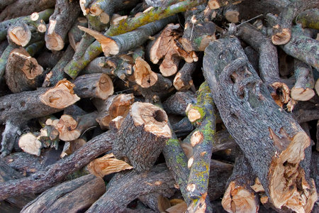  Greater heap of fire wood prepared for the winter    
