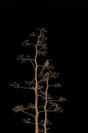 
Two birds on branches of a dry tree on black background

の写真素材