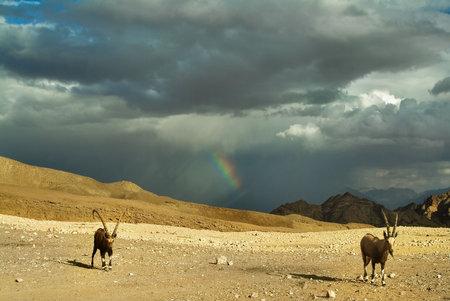 Herd of wild goats on a deserted mountain plateau about Eilat in Israelの写真素材