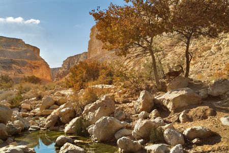  A wild mountain goat in picturesque desert Negev in Israelの写真素材