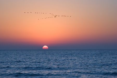  Flight of birds of passage on a sunset above Mediterranean seaの写真素材