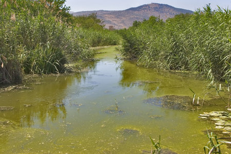 Stagnant water covered by ooze and mountains in the distance