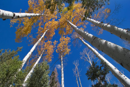  High trees with the yellow autumn leaves, photographed on a background of the dark blue sky