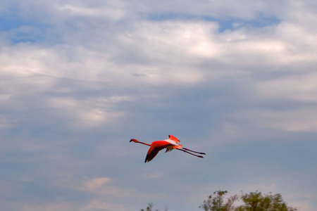 
Flying flamingo in Kamarg preserve on Mediterranean Sea coast
の写真素材