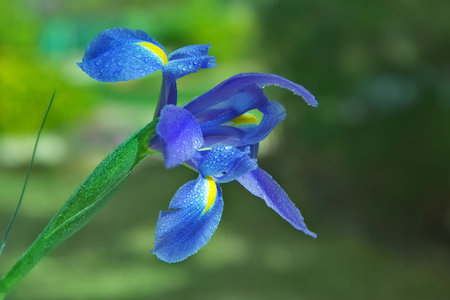  A flower an iris on the dim background in a garden