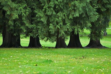A number of greater trees with the dense crone, growing on a green meadow