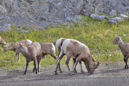  The herd of mountain goats grazed on freedom in reserveの写真素材
